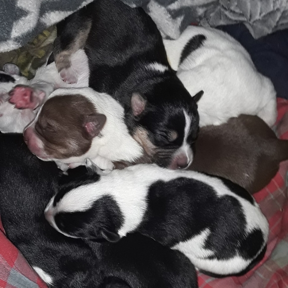 Meet your Posher, Hollaaaaa Hollaaaaa🤙🤙 I'm Tampa - Picture 5 of 16